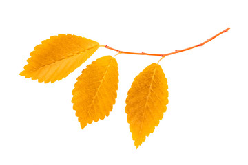 A branch with yellow autumn leaves, isolated on a white background with a clipping path