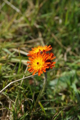 Flower, orange, yellow