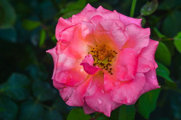 Flower in the Garden