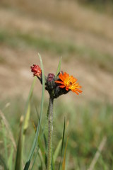 Flower, orange, yellow