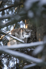 Close up Eurasian Lynx Lynx lynx in winter hunts on a tree