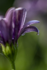 lila Bornholmmargerite