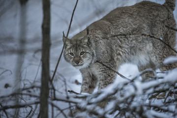 Obraz premium Close up Eurasian Lynx Lynx lynx in winter in the movement on snowy ground.