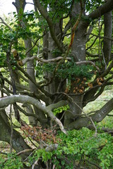 Buche, Buchenwald, BeechWood