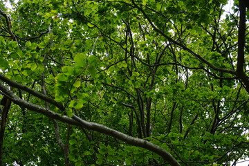 Buche, Buchenwald, BeechWood