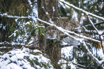 Close up Eurasian Lynx Lynx portrait in winter sitting on the on snowy tree pointing on camera at hunting