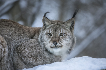 Fototapeta premium Close up Eurasian Lynx Lynx lynx portrait in winter on snowy ground.