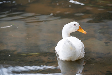 Close up shot of The White duck swimming on the water of lake. American pekin It derives from birds brought to the United States from China in the nineteenth century, and is now bred in many countries