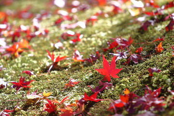 苔に浮かぶ紅葉