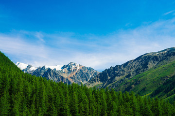 Snowy mountain top behind wooded hill under blue clear sky. Rocky ridge above coniferous forest. Atmospheric minimalistic landscape of majestic nature.