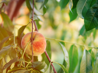 Peaches on the tree