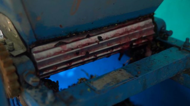 Stemmer crusher crushing grapes at a winery