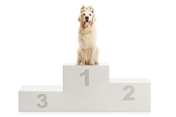 Dog on a winner's stand
