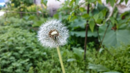 Dandelion