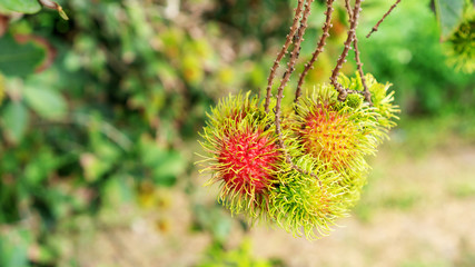 Rambutan fruit in an orchard.