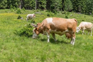 Fototapeta na wymiar Kühe und Rinder auf einer Weide in Österreich