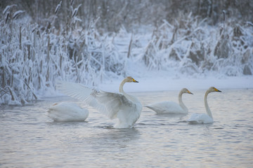Beautiful white whooping swans swimming in the winter lake. The place of wintering of swans