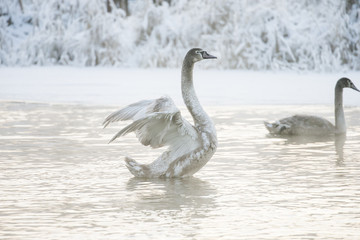 Beautiful white whooping swans swimming in the winter lake. The place of wintering of swans