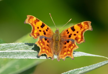 Comma Butterfly