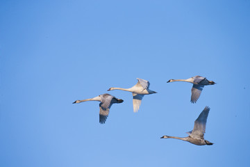 Flying swans. White swan. Blue sky background.