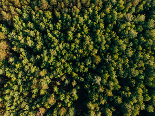 top view of green forest in arezzo province, Italy