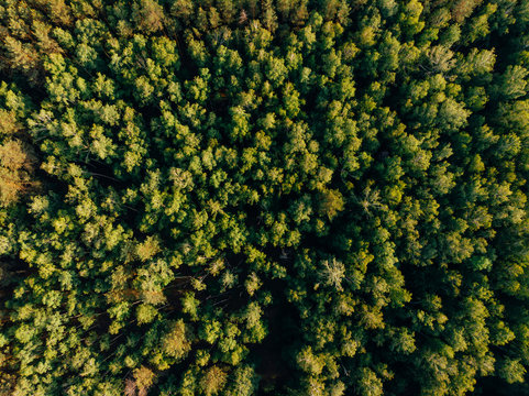 top view of green forest in arezzo province, Italy © LIGHTFIELD STUDIOS