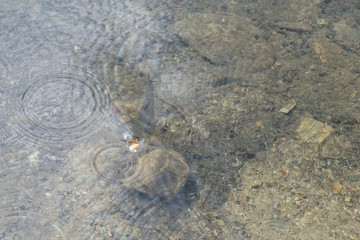 Fische werden an einem See gefüttert, Österreich