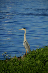 A big grey heron
