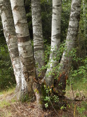 The trunks of white birches in the forest