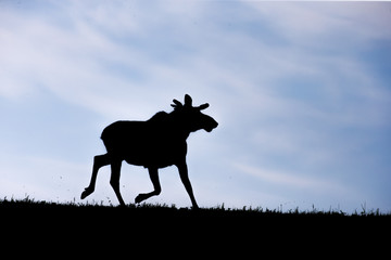 A young bull moose Alces alces at the break of dawn silhouetted against a beautiful blue sky