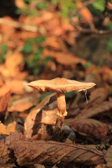 Big mushroom in the autumn