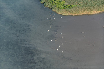 vue aérienne de flamands roses dans les Salins de Giraud dans les Bouches-du-Rhône en France