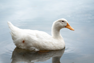 Close up shot of The White duck swimming on the water of lake. American pekin It derives from birds brought to the United States from China in the nineteenth century, and is now bred in many countries