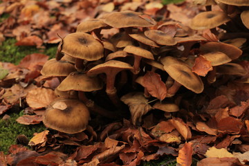 Mushrooms in a fall forrest