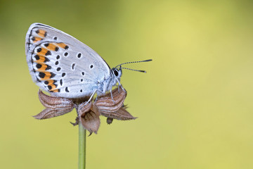Icaro azzurro (Polyommatus icarus), farfalla