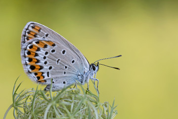 Icaro azzurro (Polyommatus icarus), farfalla