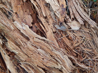 Rotten brown wood, texture