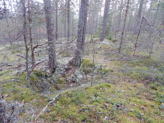 High hilly pine forest with white moss and stones
