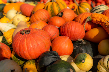 Bunt Hokkaido  kürbisse im Herbst