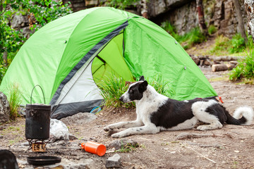 Traveling and camping with a dog