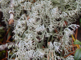 Beautiful white moss close-up, macro