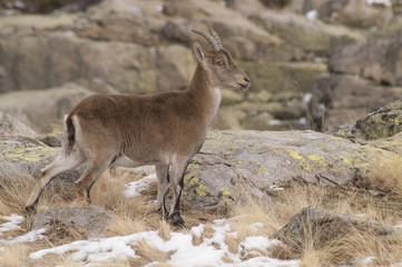 ibex (capra pyrenaica) young