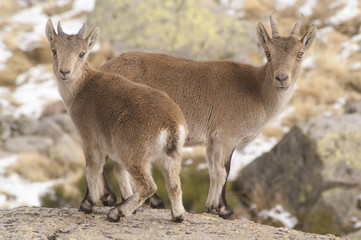 Naklejka na ściany i meble ibex (capra pyrenaica) youngs