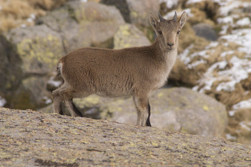 Naklejka na ściany i meble ibex (capra pyrenaica) young, portrait
