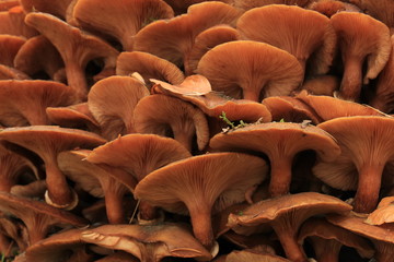 Obraz premium Mushrooms in a fall forest