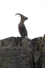 ibex (capra pyrenaica), high key, male