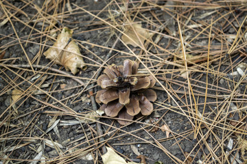The pine cones on the dry needles, close up. Christmas wallpaper.