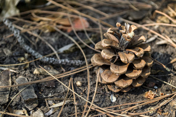 The pine cones on the dry needles, close up. Christmas wallpaper.