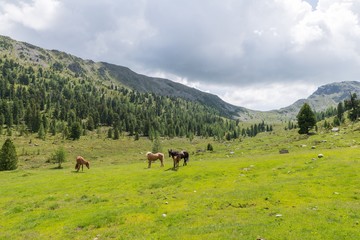 Fototapeta na wymiar Pferde auf einer Weide in Österreich
