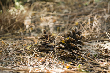 The pine cones on the dry needles, close up. Christmas wallpaper.